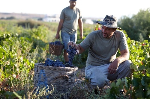 ACHINOS KARAMOLEGOS WINERY - Web